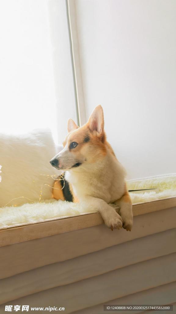 狗