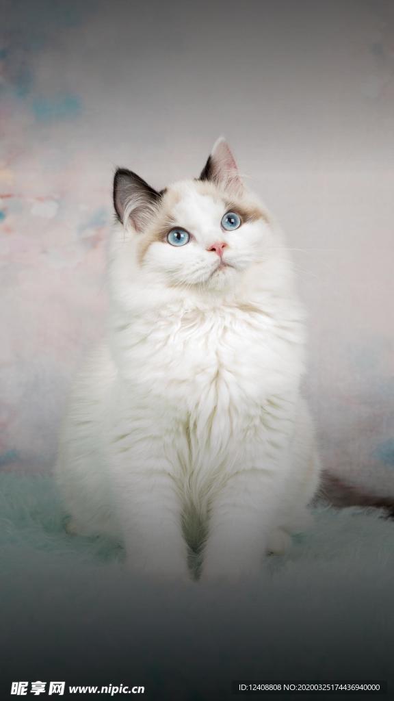 布偶猫