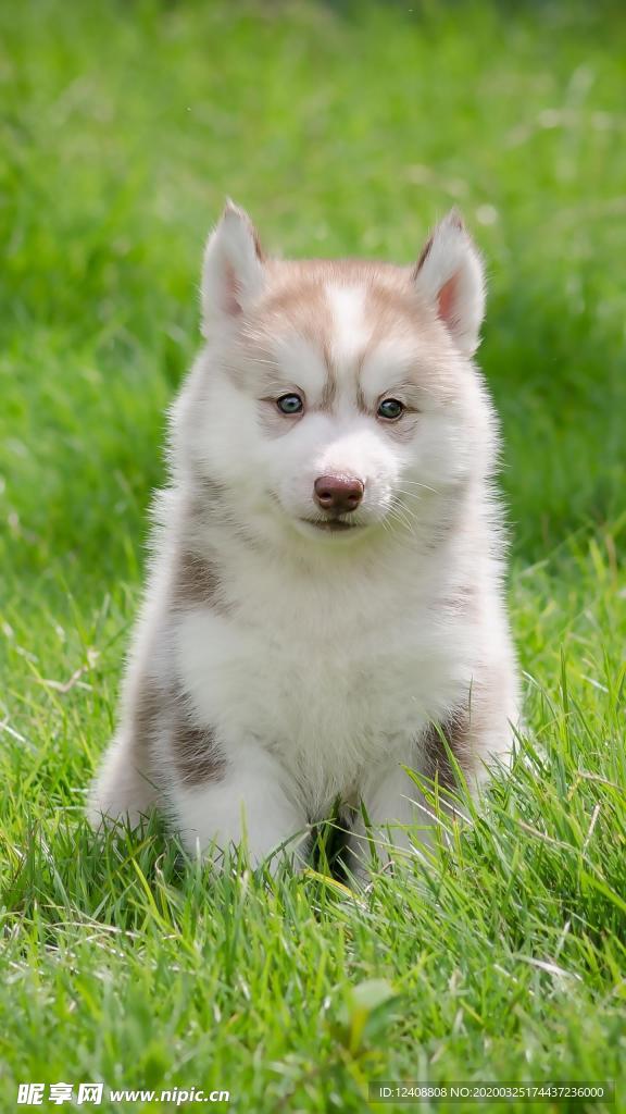 狗