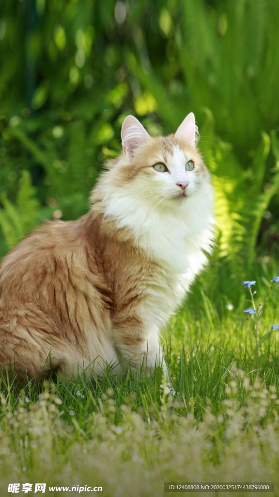 猫