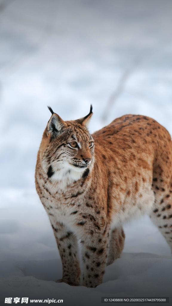 山猫