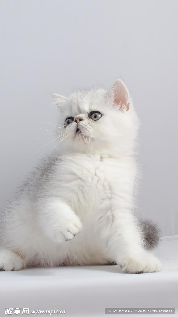 小奶猫