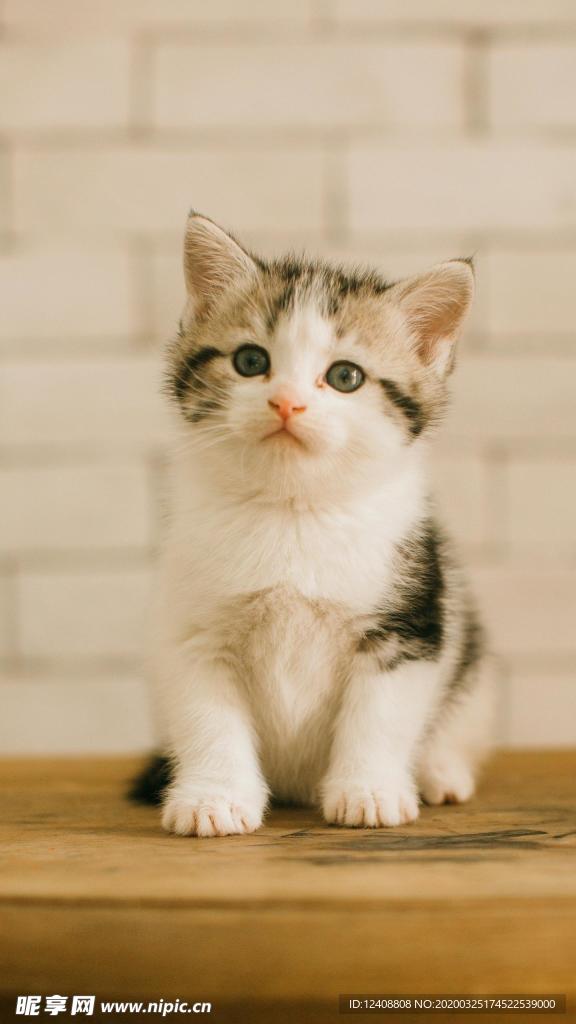 小奶猫