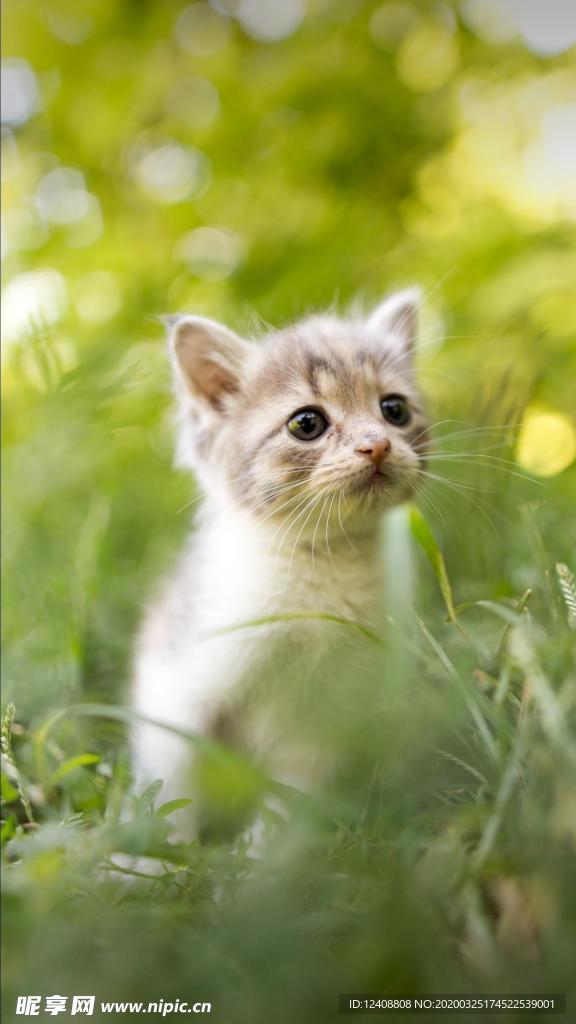 小奶猫