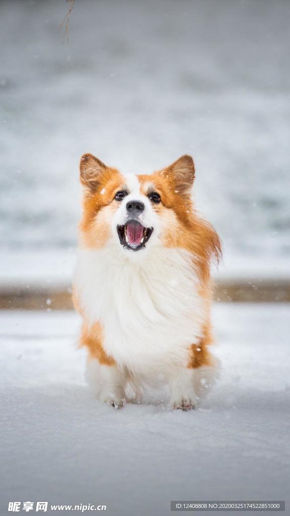 狗