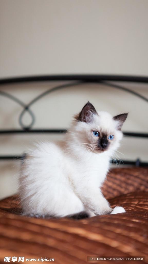 布偶猫