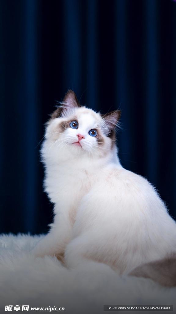 猫