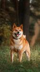 柴犬