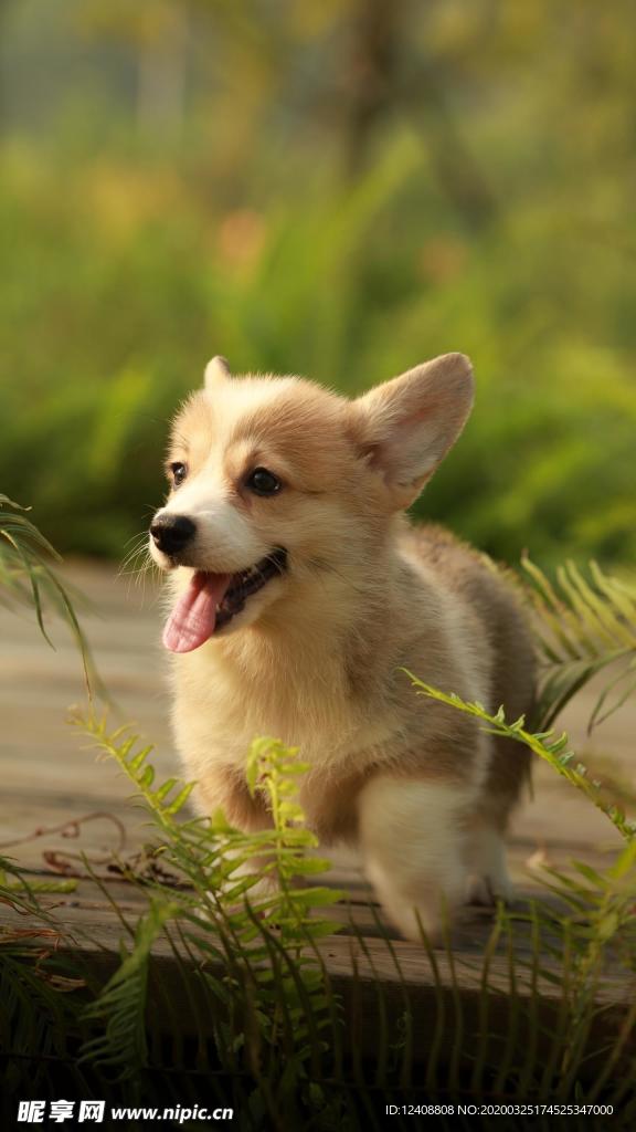 狗