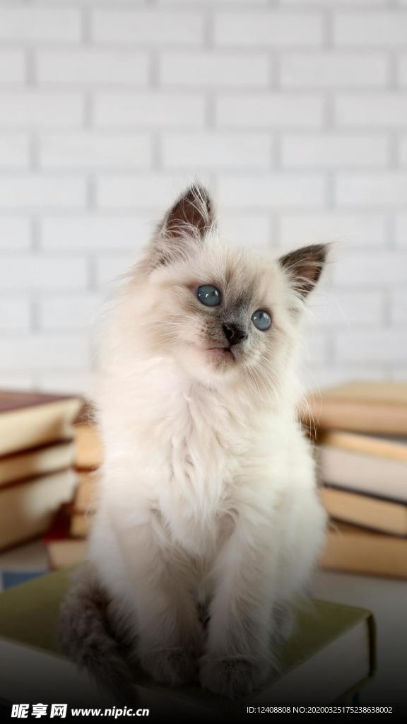 布偶猫