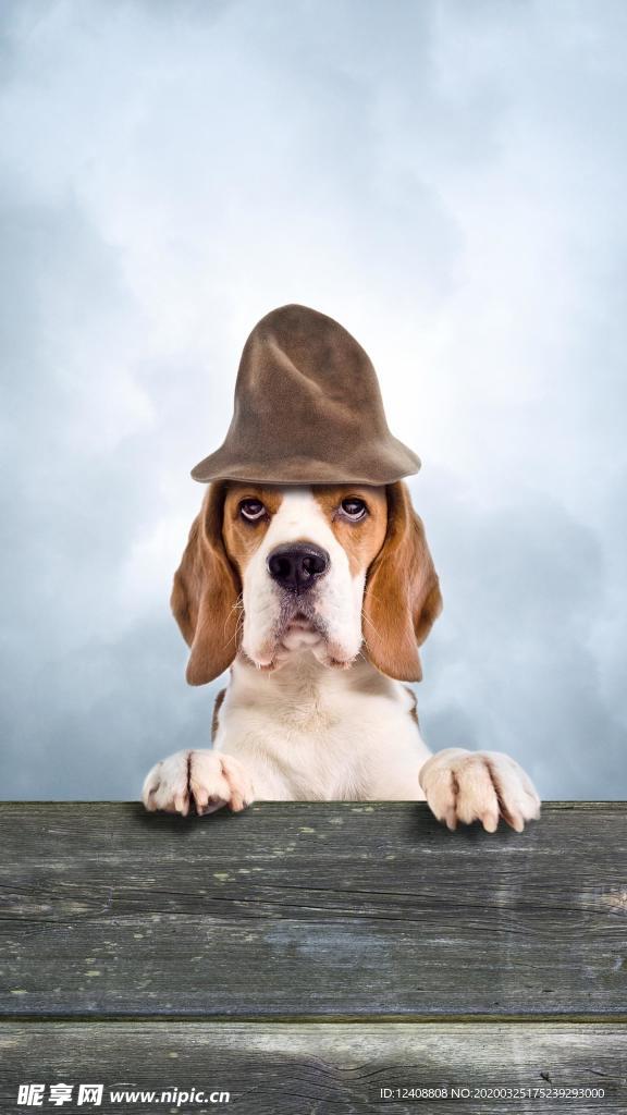 比格犬