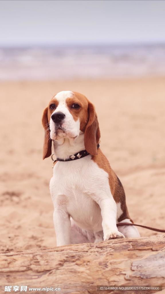 比格犬