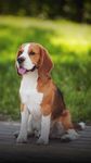 比格犬