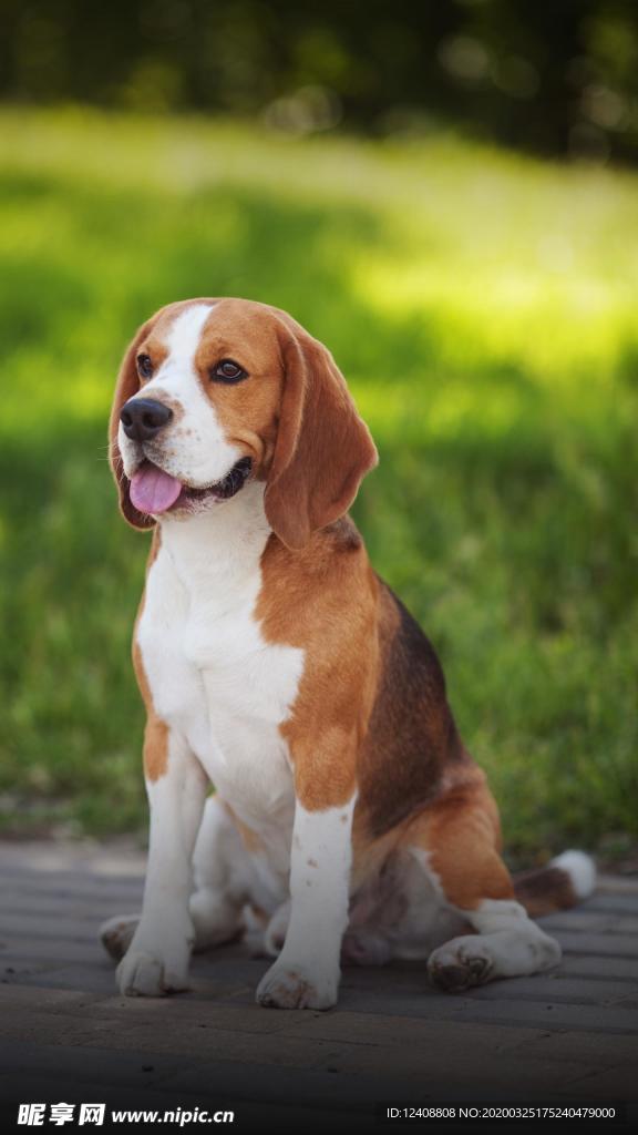 比格犬