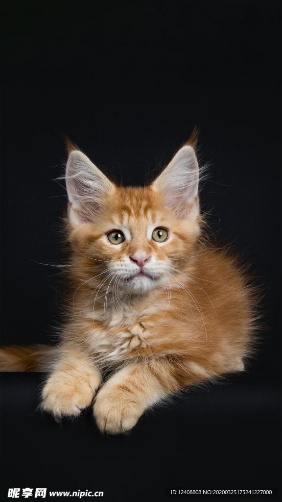 猫