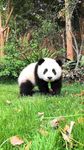 熊猫