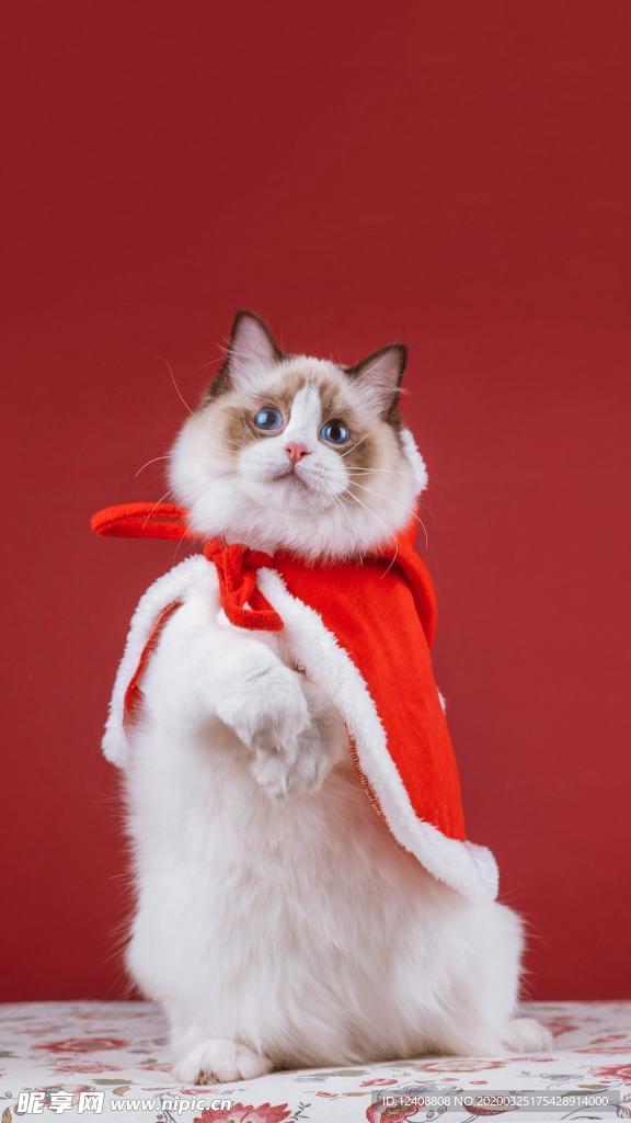 布偶猫