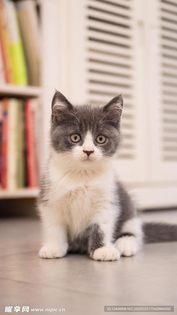 猫