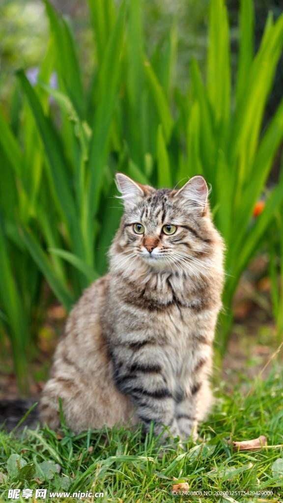猫