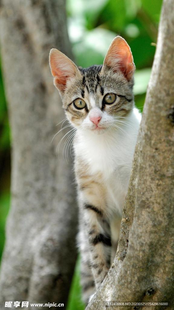 猫