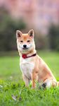 柴犬