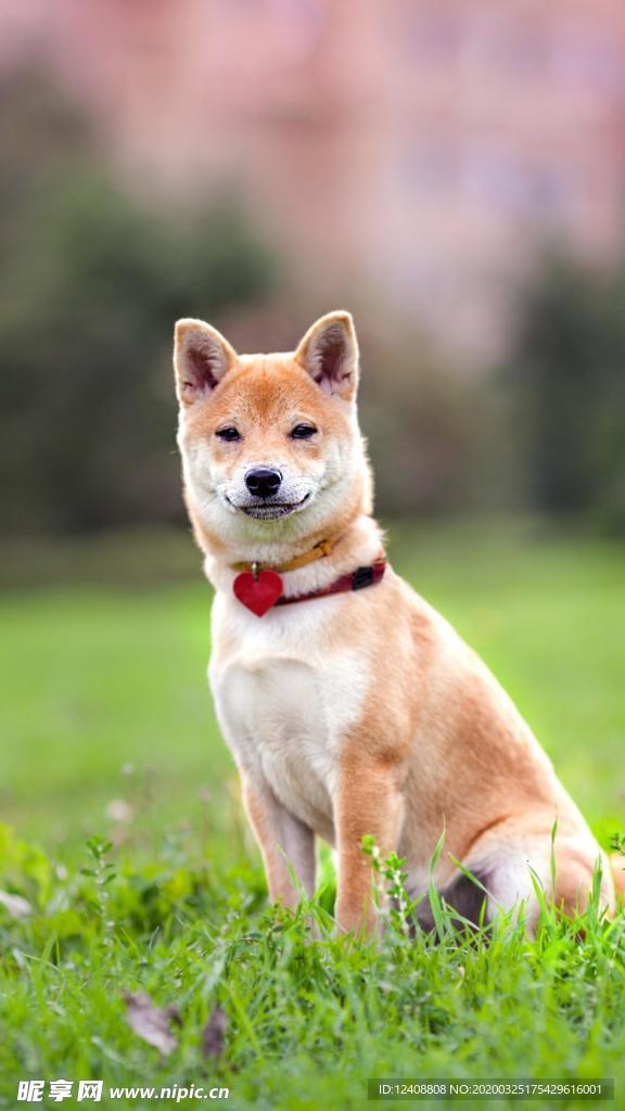 柴犬