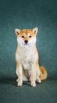 柴犬