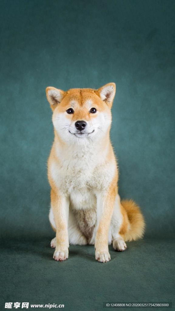 柴犬