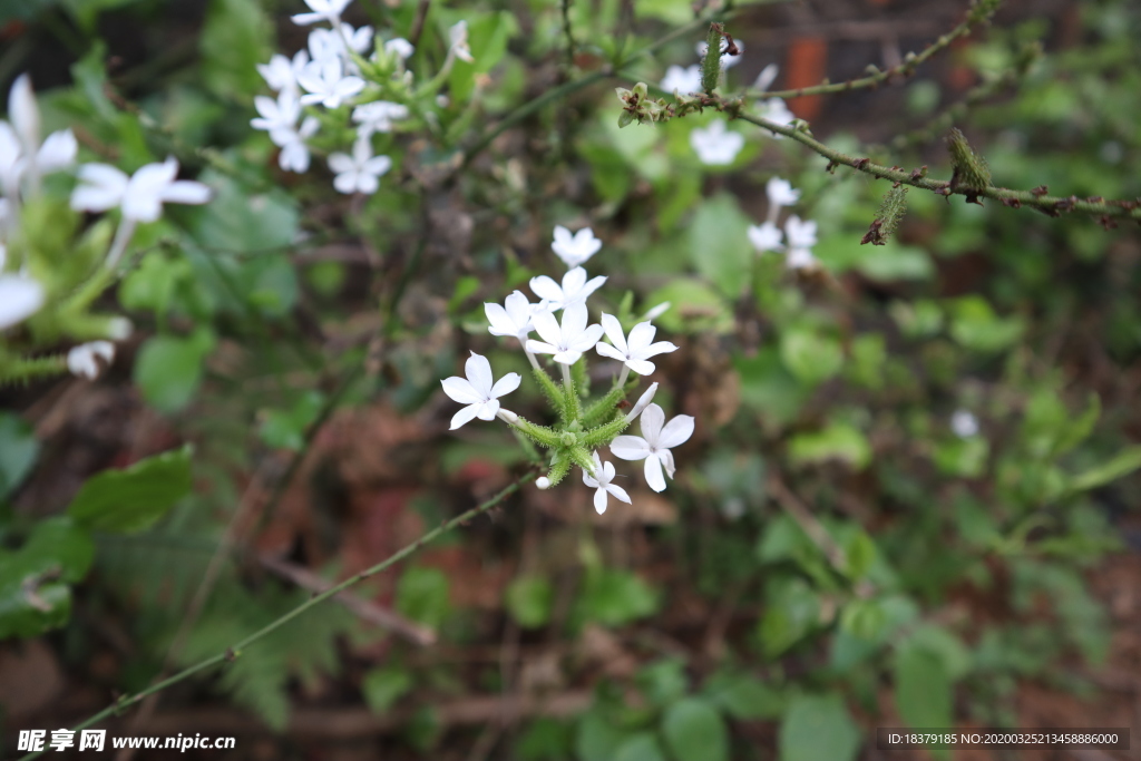 白花丹