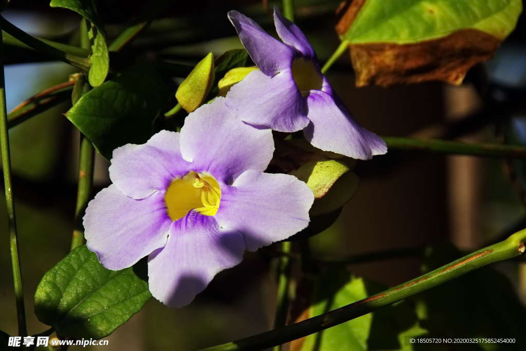 牵牛花图片