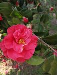 山茶花实拍