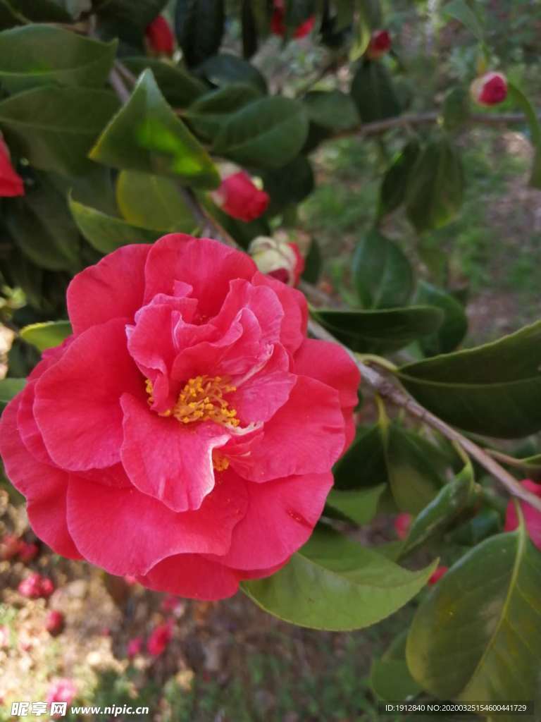 山茶花实拍