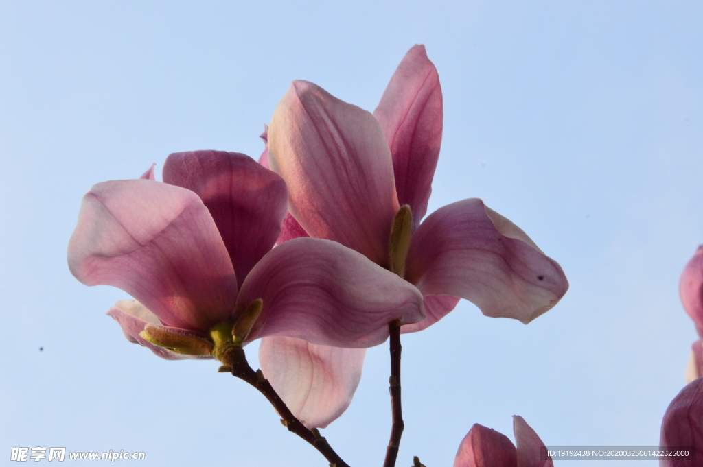 紫玉兰花