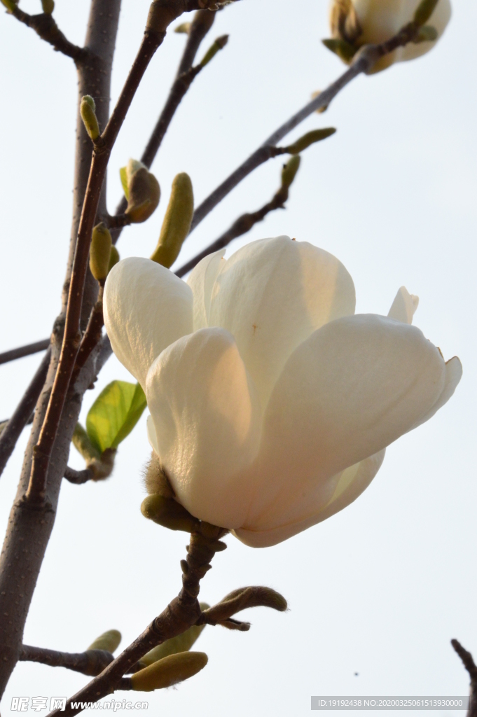 玉兰花