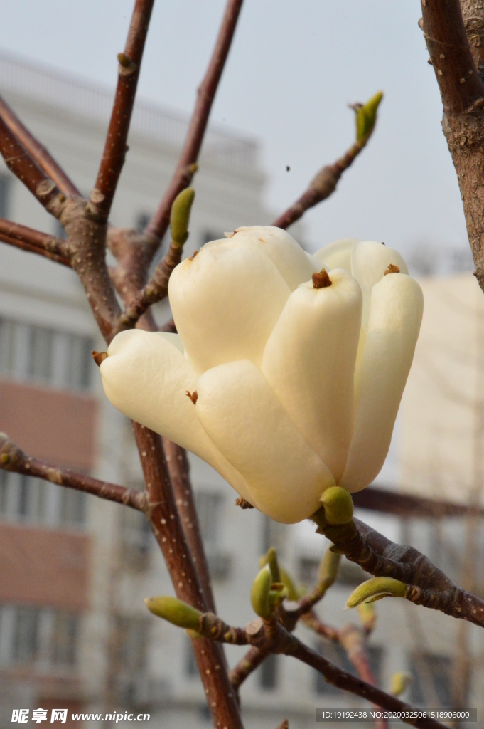玉兰花
