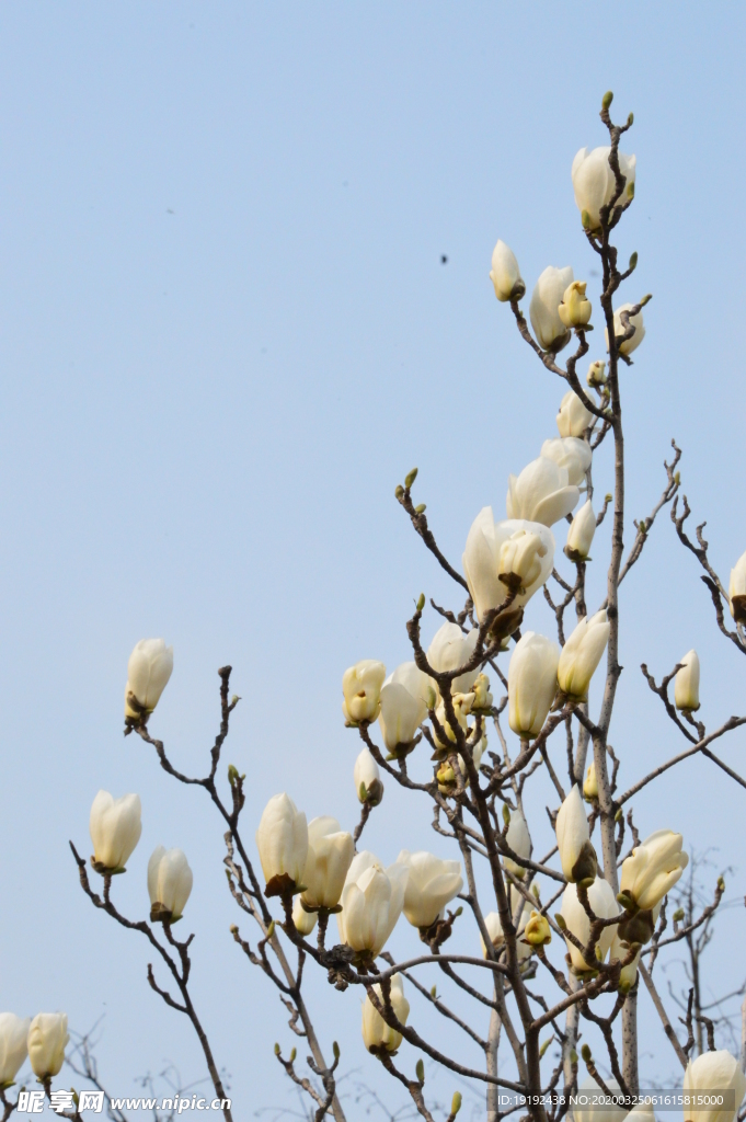 玉兰花