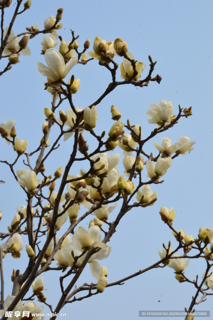 玉兰花