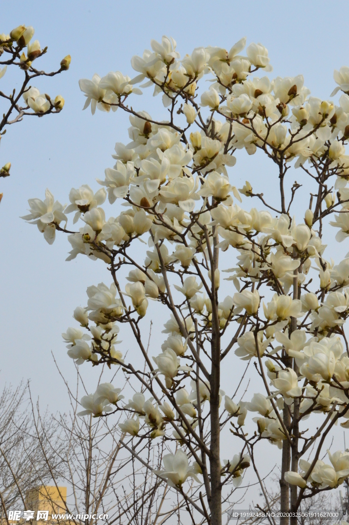 玉兰花