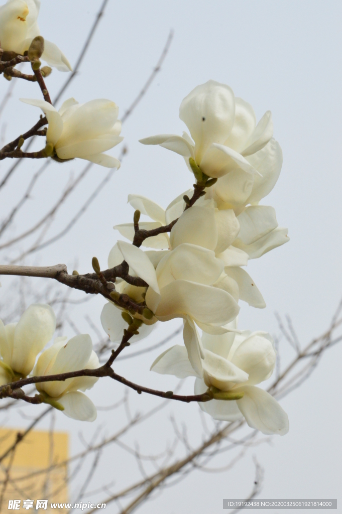 玉兰花