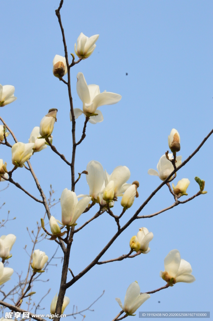 玉兰花