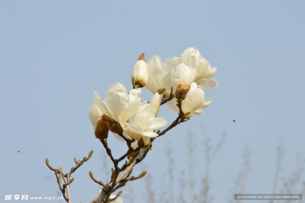 玉兰花