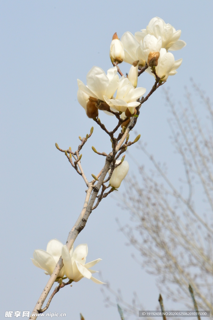 玉兰花
