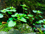 野草