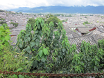 丽江古城远景