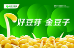 豆芽