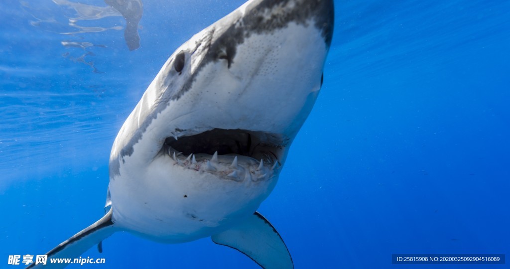 海洋世界  鲨鱼 海豚 海底