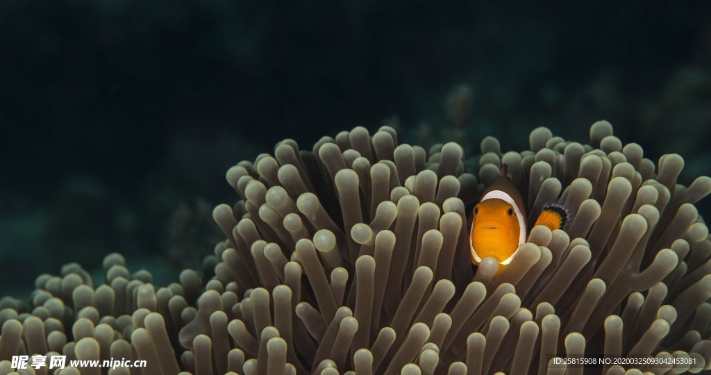 海洋生物海底世界