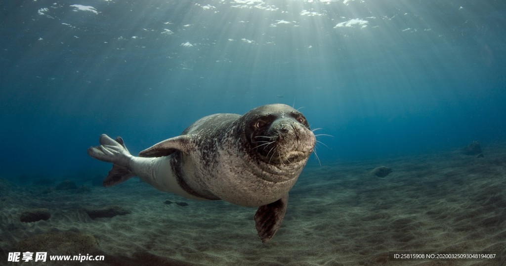 海洋生物海底世界