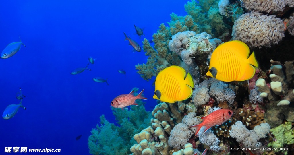 海洋生物海底世界