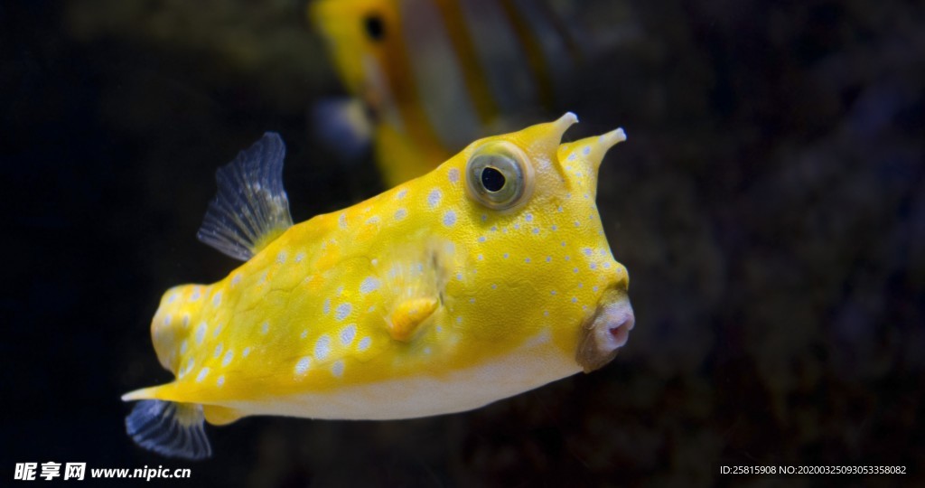 海洋生物海底世界